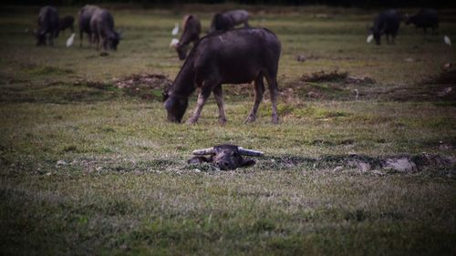 Horses grazing on field