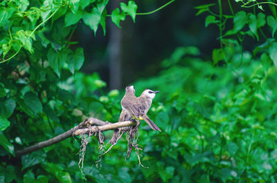 Bird perching on tree