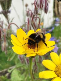 Close-up of insect on yellow flower
