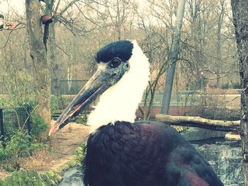 Close-up of birds