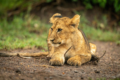 Close-up of lion cub lying on branch