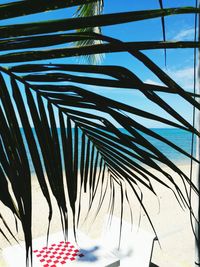 Low angle view of palm leaves