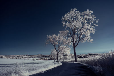 Trees on snow covered field against sky