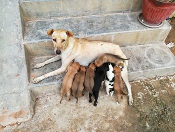 Full length of puppy on steps