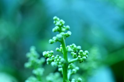 Close-up of flowering plant