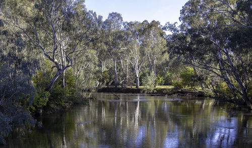 Scenic view of lake in forest against sky