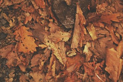 Full frame shot of leaves