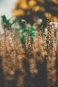 Close-up of wheat growing on field