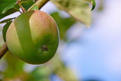 Close-up of fruit