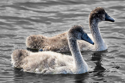 Swan swimming in lake