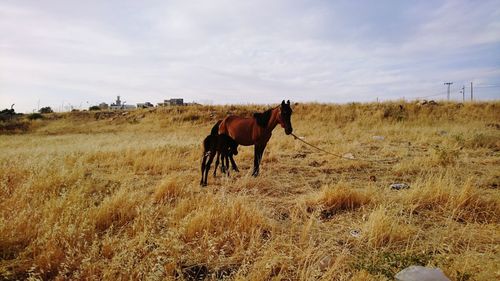 Horse standing in a field