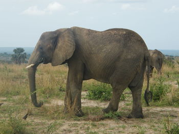 Side view of elephant on field against sky