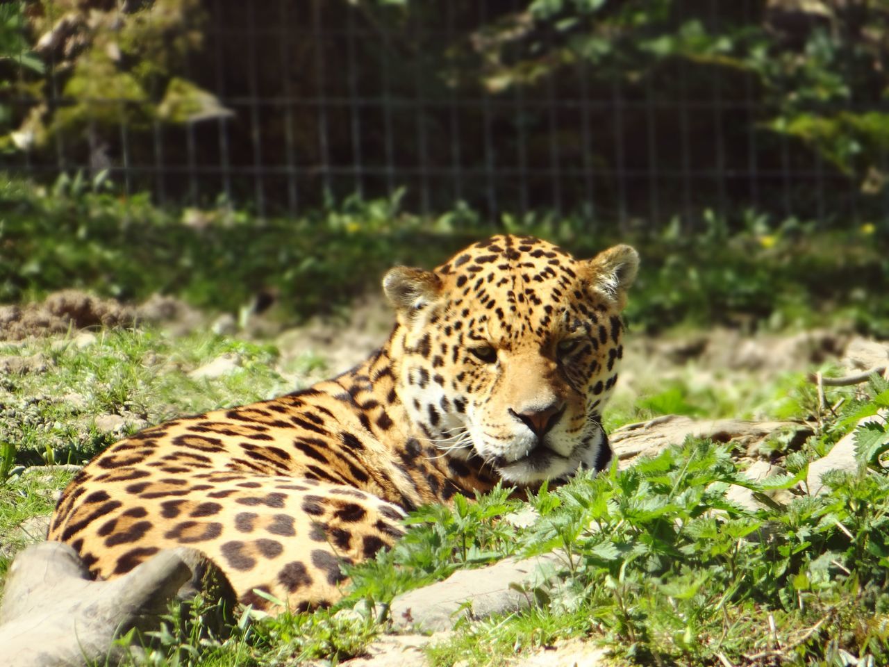 animal themes, one animal, animals in the wild, mammal, wildlife, safari animals, animal markings, tiger, leopard, undomesticated cat, relaxation, zoo, forest, big cat, focus on foreground, giraffe, lying down, endangered species, grass, field