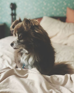 Dog lying on bed at home