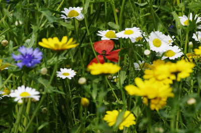 Close-up of daisy flowers blooming in field