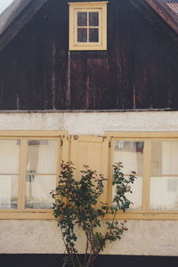 Potted plant on window of building