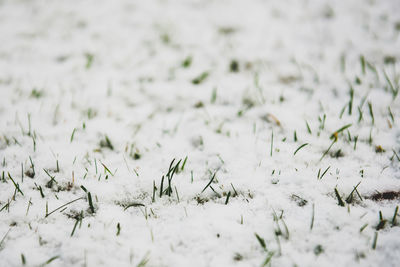 Close-up of snow on field during winter