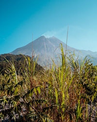 Plants growing on land against sky