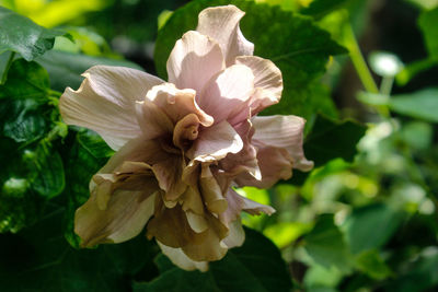 Close-up of flowering plant