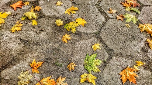 High angle view of yellow flowers on autumn leaves