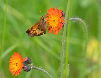 Close-up of bee pollinating on flower