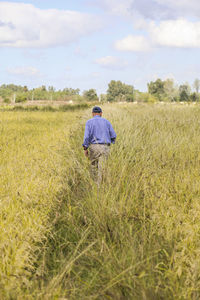 Rear view of woman in wheat field