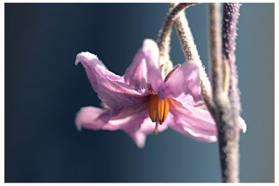 Close-up of pink flower