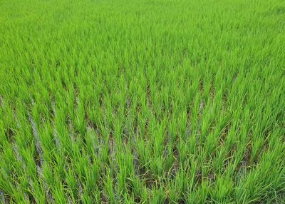 Full frame shot of corn field