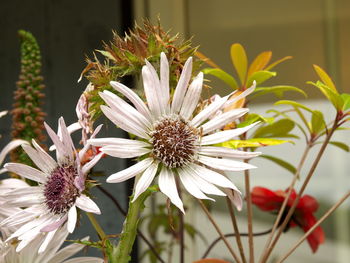 Close-up of white flowering plant