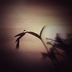 Close-up of silhouette bird flying against sky during sunset