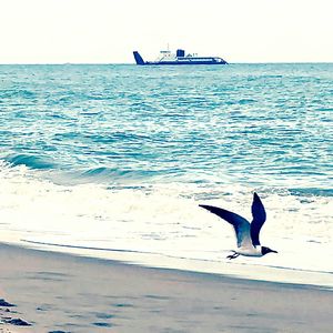 Birds flying over sea