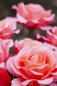 Close-up of rose bouquet