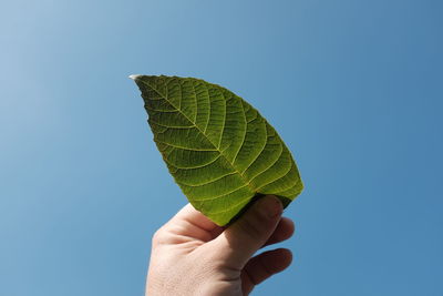 Cropped hand holding leaf against clear blue sky