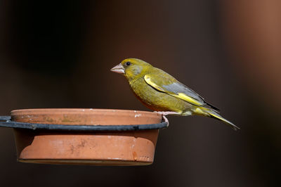 Close-up of bird perching on wood