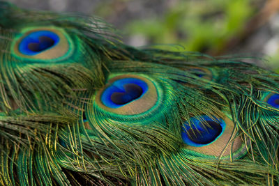 Close-up of peacock feathers