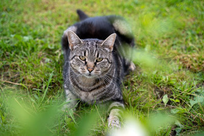 Portrait of a cat on field