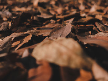 Close-up of dry leaves on ground