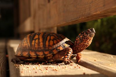 Close-up of tortoise on table