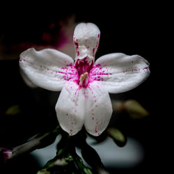 Close-up of pink orchid blooming outdoors