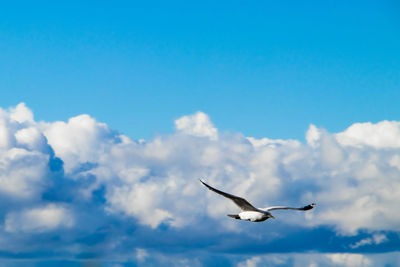 Low angle view of seagull flying in sky