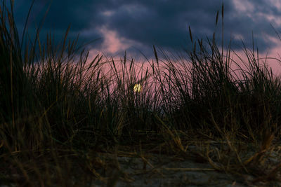 Close-up of grass on field against sunset sky