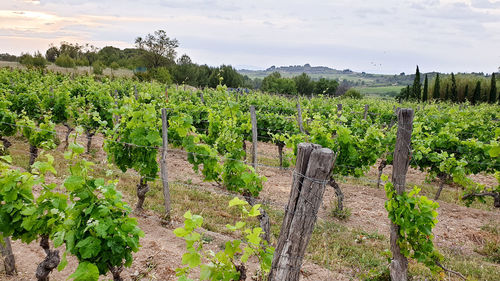 Scenic view of vineyard against sky