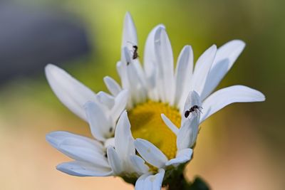 Close-up of insect on white flowering plant