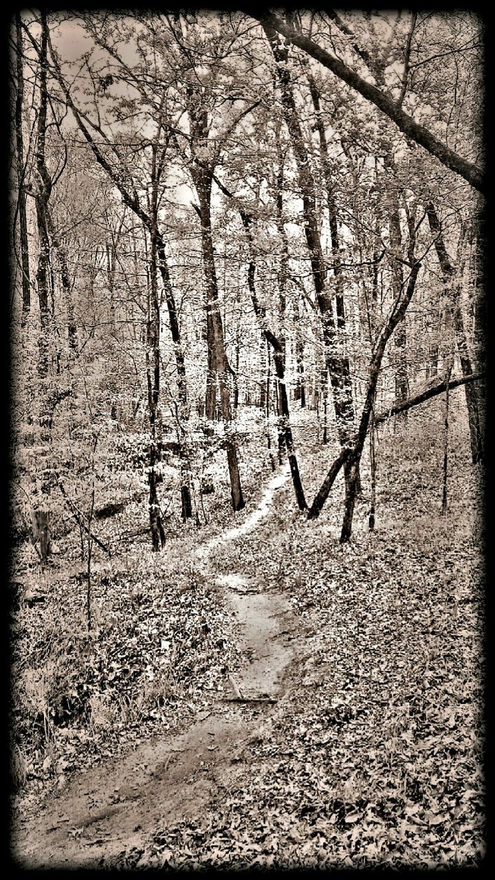 BARE TREES IN SNOW