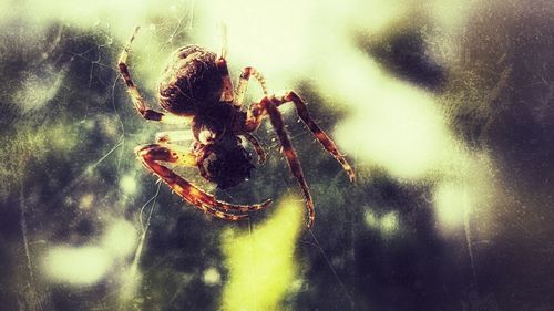 Close-up of spider on web