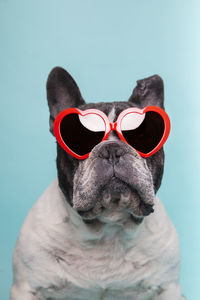 Dog love celebrating valentine's day with red heart-shaped glasses. isolated on blue background.