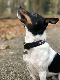 Close-up of a dog looking away