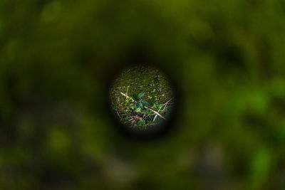 Close-up of plant against blurred background