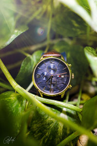 Close-up of clock on plant