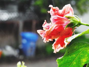 Close-up of pink flower